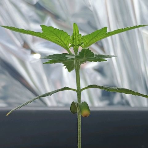 Colombia Dreams Haze  growlog timeline photo