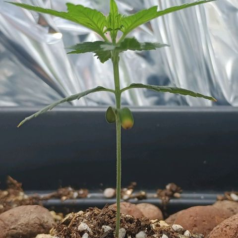 Colombia Dreams Haze  growlog timeline photo