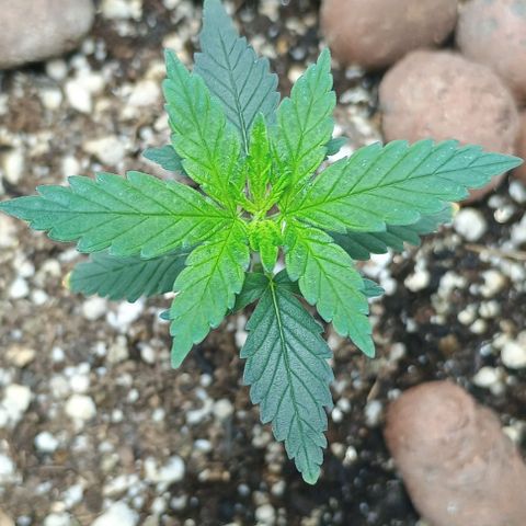 Colombia Dreams Haze  growlog timeline photo