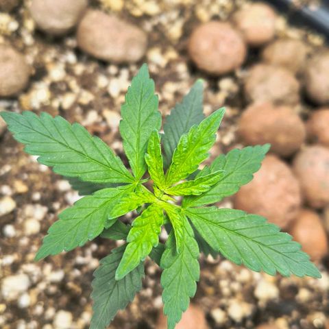 Colombia Dreams Haze  growlog timeline photo