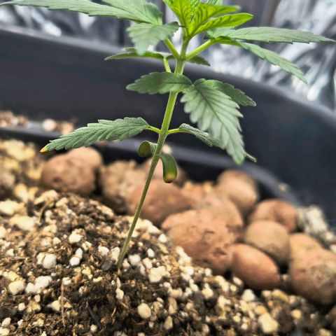Colombia Dreams Haze  growlog timeline photo