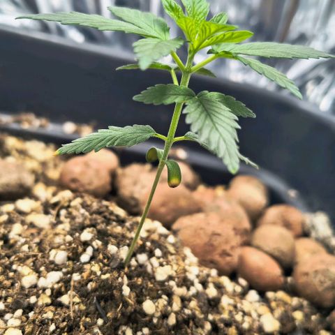 Colombia Dreams Haze  growlog timeline photo