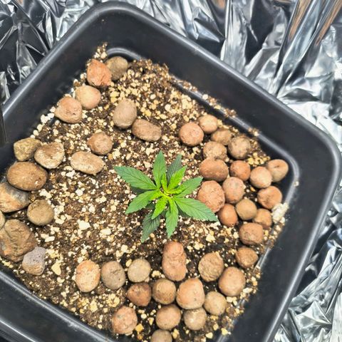 Colombia Dreams Haze  growlog timeline photo