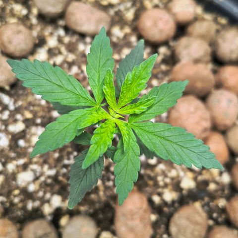 Colombia Dreams Haze  growlog timeline photo