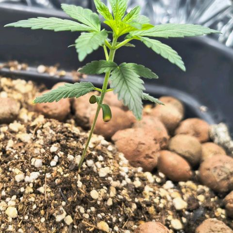 Colombia Dreams Haze  growlog timeline photo