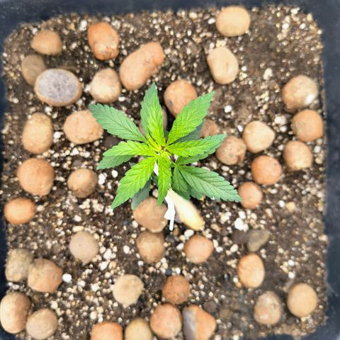 Colombia Dreams Haze  growlog timeline photo