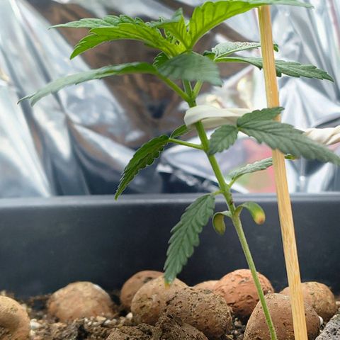 Colombia Dreams Haze  growlog timeline photo