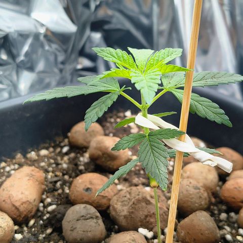 Colombia Dreams Haze  growlog timeline photo