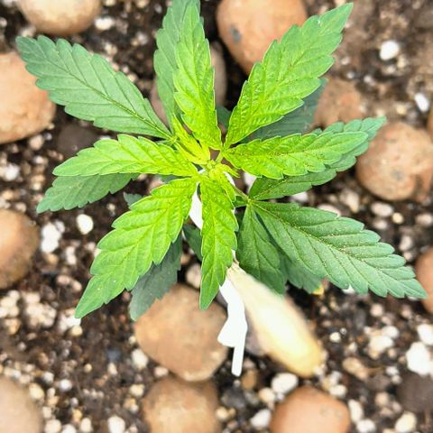 Colombia Dreams Haze  growlog timeline photo
