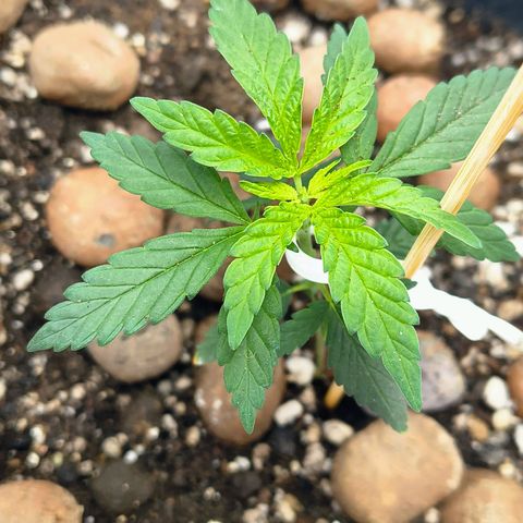 Colombia Dreams Haze  growlog timeline photo