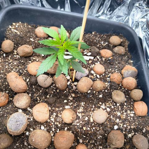 Colombia Dreams Haze  growlog timeline photo