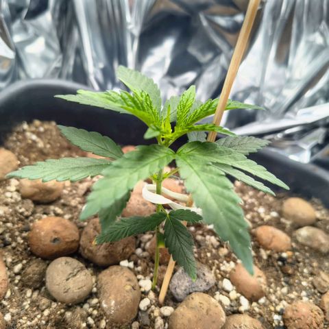 Colombia Dreams Haze  growlog timeline photo