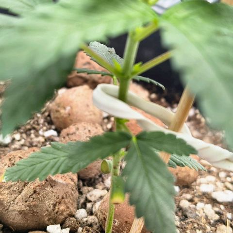 Colombia Dreams Haze  growlog timeline photo
