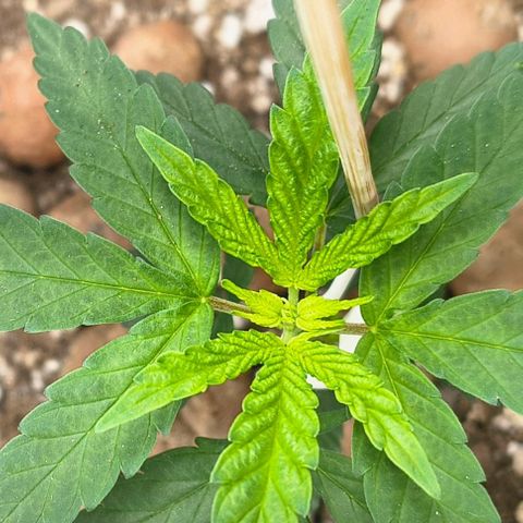 Colombia Dreams Haze  growlog timeline photo