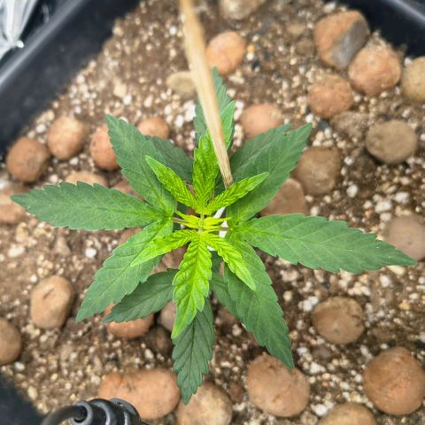 Colombia Dreams Haze  growlog timeline photo