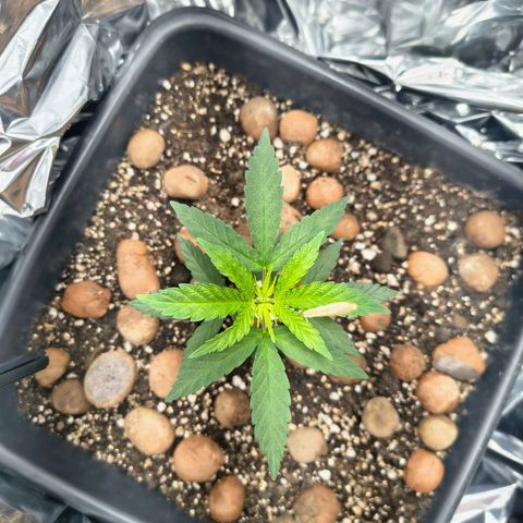 Colombia Dreams Haze  growlog timeline photo