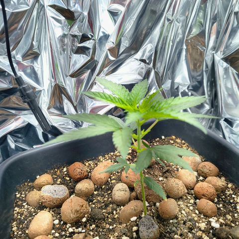 Colombia Dreams Haze  growlog timeline photo