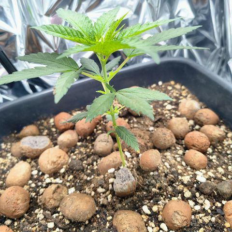 Colombia Dreams Haze  growlog timeline photo