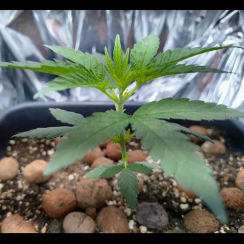 Colombia Dreams Haze  growlog timeline photo