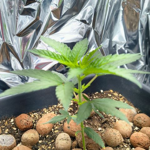 Colombia Dreams Haze  growlog timeline photo
