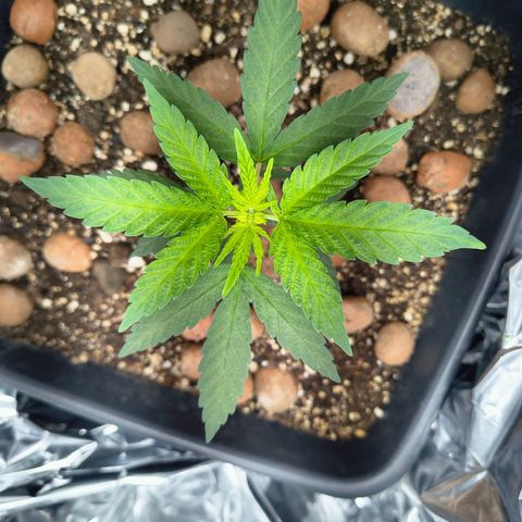 Colombia Dreams Haze  growlog timeline photo