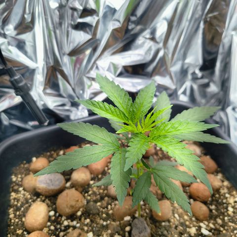 Colombia Dreams Haze  growlog timeline photo
