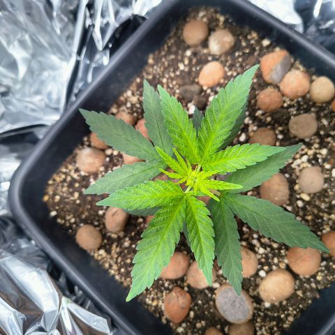 Colombia Dreams Haze  growlog timeline photo