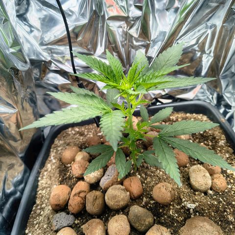 Colombia Dreams Haze  growlog timeline photo