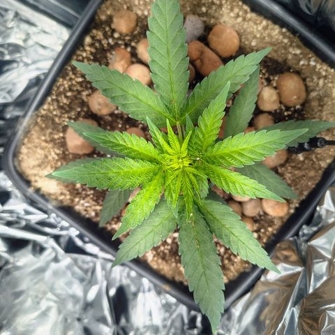 Colombia Dreams Haze  growlog timeline photo