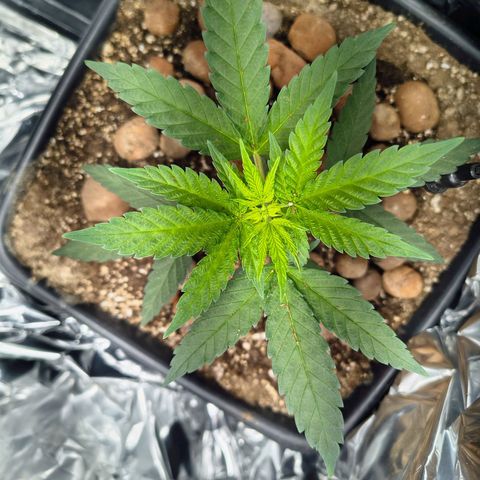 Colombia Dreams Haze  growlog timeline photo