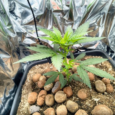 Colombia Dreams Haze  growlog timeline photo