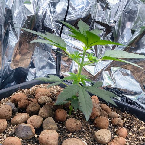 Colombia Dreams Haze  growlog timeline photo