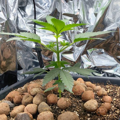 Colombia Dreams Haze  growlog timeline photo