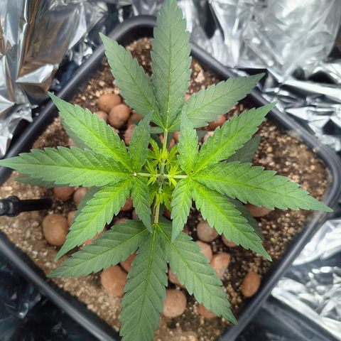 Colombia Dreams Haze  growlog timeline photo