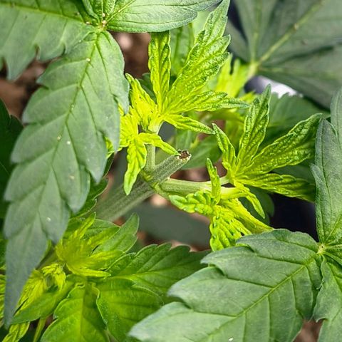Colombia Dreams Haze  growlog timeline photo