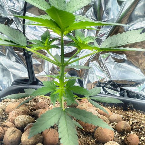 Colombia Dreams Haze  growlog timeline photo
