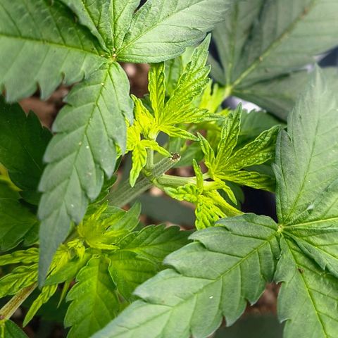 Colombia Dreams Haze  growlog timeline photo