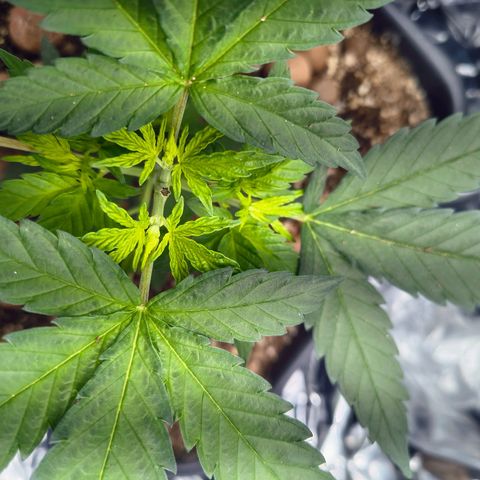Colombia Dreams Haze  growlog timeline photo