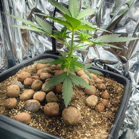 Colombia Dreams Haze  growlog timeline photo