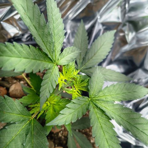 Colombia Dreams Haze  growlog timeline photo