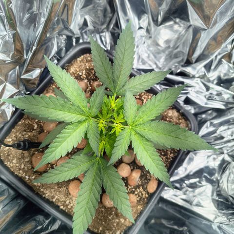 Colombia Dreams Haze  growlog timeline photo