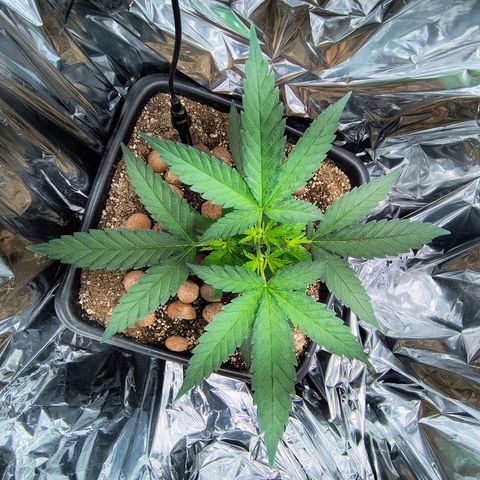 Colombia Dreams Haze  growlog timeline photo