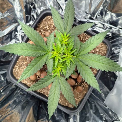 Colombia Dreams Haze  growlog timeline photo