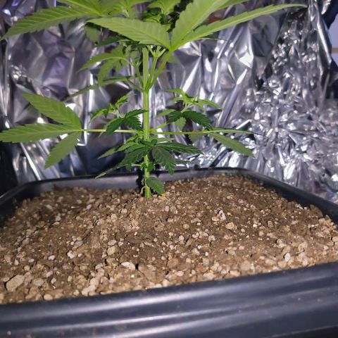 Colombia Dreams Haze  growlog timeline photo