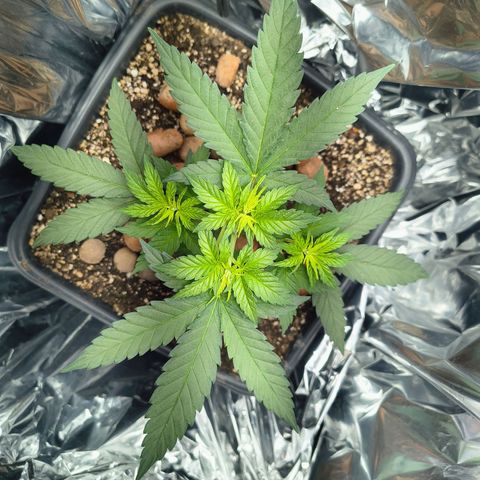 Colombia Dreams Haze  growlog timeline photo