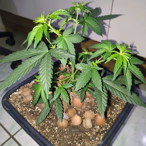 Colombia Dreams Haze  growlog photo: Atualização ambiente 