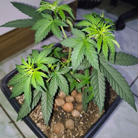 Colombia Dreams Haze  growlog photo: Atualização ambiente 