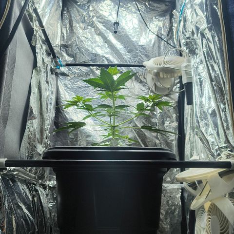 Colombia Dreams Haze  growlog photo: Atualização ambiente 