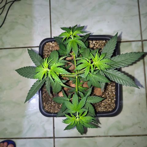 Colombia Dreams Haze  growlog photo: Atualização ambiente 