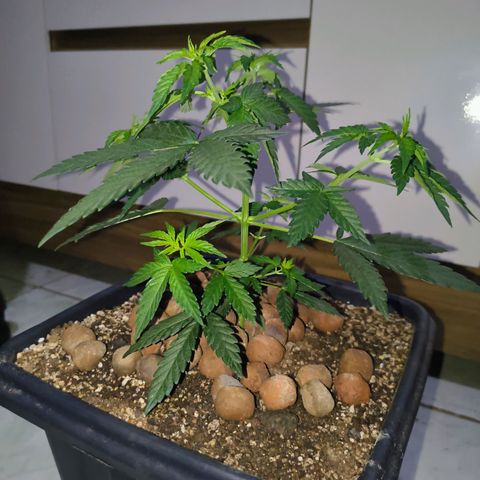 Colombia Dreams Haze  growlog photo: Atualização ambiente 